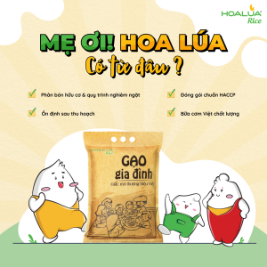 MẸ ƠI! HOA LÚA CÓ TỪ ĐÂU?